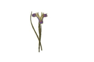Iris Tuberosa Embroidery Design Review